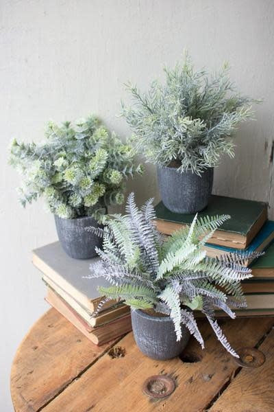 Set Of Three Fern Succulents With Round Grey Pots