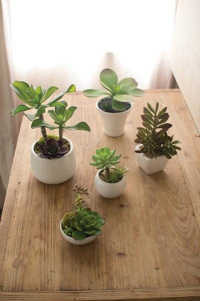 Set Of 5 Artificial Succulents W White Ceramic Pots