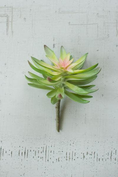 Flower Succulent