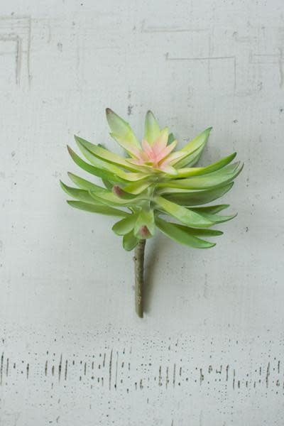 Flower Succulent